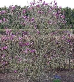 Purpur-Magnolie `Susan´ Magnolia Liliiflora `Susan´ -Qualitätspflanzenladen Susan Bl tezeit
