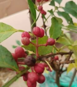 Szechuan Pfeffer Zanthoxylum Simulans 5 Szechuan Pfeffer Zanthoxylum Simulans -Qualitätspflanzenladen Szechuan Pfeffer