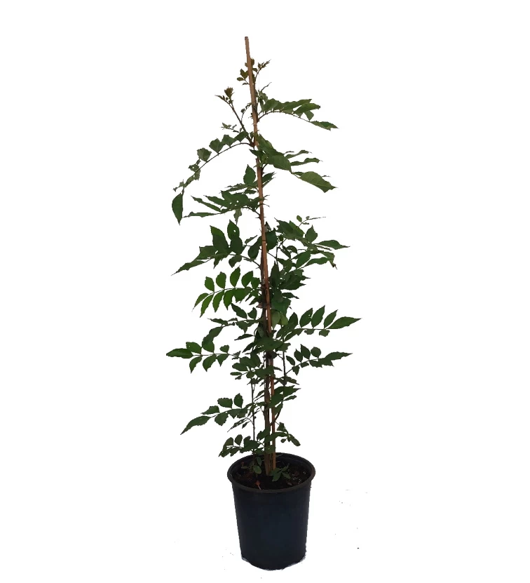 Szechuan Pfeffer Zanthoxylum Simulans 2 Szechuan Pfeffer Zanthoxylum Simulans – Bild 2