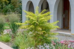 Essigbaum `Tiger Eyes´ Rhus Typhina `Tiger Eyes´