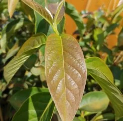 Schwarzer Tupelobaum Nyssa Sylvatica -Qualitätspflanzenladen Tupelobaum Blatt