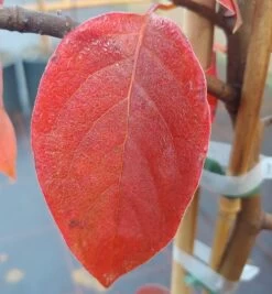 Schwarzer Tupelobaum Nyssa Sylvatica -Qualitätspflanzenladen Tupelobaum herbstf rbung 1