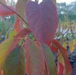 Schwarzer Tupelobaum Nyssa Sylvatica -Qualitätspflanzenladen Tupelobaum herbstf rbung