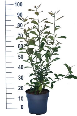 Schwarzer Tupelobaum Nyssa Sylvatica -Qualitätspflanzenladen Tupelobaum weiss