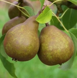 Uta Pyrus Communis `Uta´ -Qualitätspflanzenladen Uta