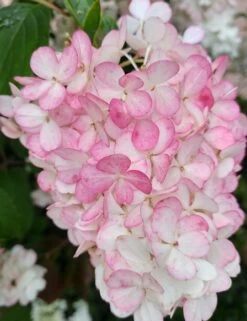 Rispenhortensie `Vanille-Fraise´ Hydrangea Paniculata `Vanille Fraise´ 10 Rispenhortensie `Vanille-Fraise´ Hydrangea Paniculata `Vanille Fraise´ -Qualitätspflanzenladen Vanille Fraise 2017