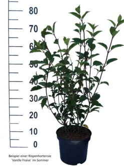 Rispenhortensie `Vanille-Fraise´ Hydrangea Paniculata `Vanille Fraise´ 14 Rispenhortensie `Vanille-Fraise´ Hydrangea Paniculata `Vanille Fraise´ -Qualitätspflanzenladen Vanille Fraise weiss