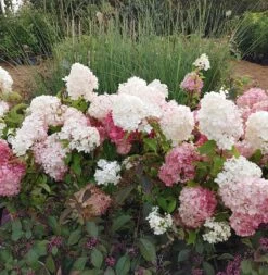 Rispenhortensie `Vanille-Fraise´ Hydrangea Paniculata `Vanille Fraise´ 15 Rispenhortensie `Vanille-Fraise´ Hydrangea Paniculata `Vanille Fraise´ -Qualitätspflanzenladen Vanille Fraise22