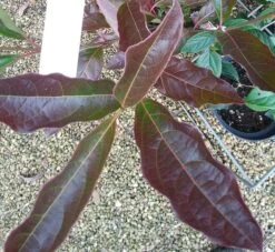 Amerikanischer Schneeball `Brandywine´ Viburnum Nudum `Brandywine´ -Qualitätspflanzenladen Viburnum Brandywine Herbstf rbung