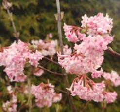 Duftender Winterschneeball `Dawn´ Viburnum Bodnantense `Dawn´ -Qualitätspflanzenladen Viburnum Dawn2