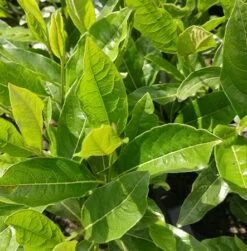 Amerikanischer Schneeball `Brandywine´ Viburnum Nudum `Brandywine´ -Qualitätspflanzenladen Viburnum nudum 2