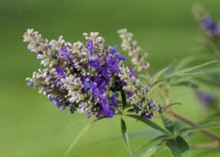 Zwerg-Mönchspfeffer `Blue Puffball´ ® Vitex Agnus-castus -Qualitätspflanzenladen Vitex BluePuffball 7