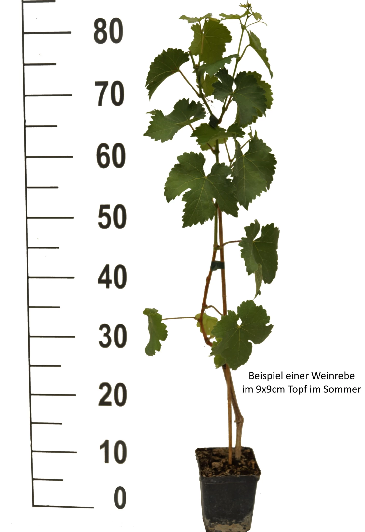 Glenora, Pilzfeste Weinrebe Vitis `Glenora´ 2 Glenora, Pilzfeste Weinrebe Vitis `Glenora´ – Bild 2