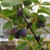 Sibirische Blaubeere / Honigbeere `Wojtek´ Lonicera Kamtschatica `Wojtek´