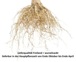 Säulenapfel Spurkoop Malus Domestica `Spurkoop´ -Qualitätspflanzenladen Wurzelnackt Bild f r Shop478K3gmRTDb7G