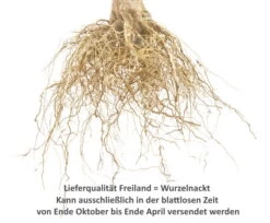 Elstar ® Malus Domestica -Qualitätspflanzenladen Wurzelnackt2