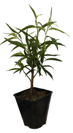 Zierpfirsich `Taoflora ® White´ (mit Essbaren Früchten) Prunus Persica `Taoflora ® White´ -Qualitätspflanzenladen Zierpfirisch Taoflora white