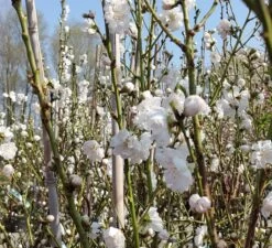 Zierpfirsich `Taoflora ® White´ (mit Essbaren Früchten) Prunus Persica `Taoflora ® White´ -Qualitätspflanzenladen Zierpfirsich weiss4