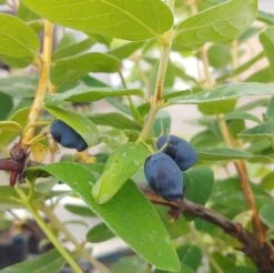 Sibirische Blaubeere / Honigbeere `Zojka Lonicera Kamtschatica `Zojka´ -Qualitätspflanzenladen Zojka sibirische Blaubeere