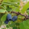 Sibirische Blaubeere / Honigbeere `Zojka Lonicera Kamtschatica `Zojka´