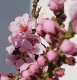 Zwergnektarine `Rubis® Necta ZeeⓈ´ Prunus Nucipersica 7 Zwergnektarine `Rubis® Necta ZeeⓈ´ Prunus Nucipersica -Qualitätspflanzenladen Zwerg nektarine bl te