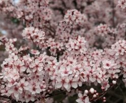 Zwergblutpflaume Prunus Cistena