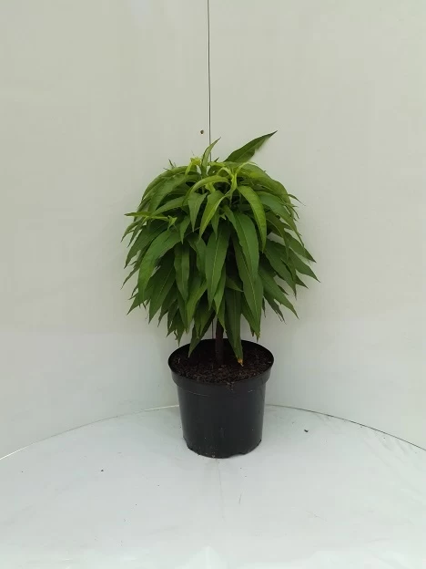 Zwergnektarine `Nectarella´ Prunus Nucipersica 2 Zwergnektarine `Nectarella´ Prunus Nucipersica – Bild 2