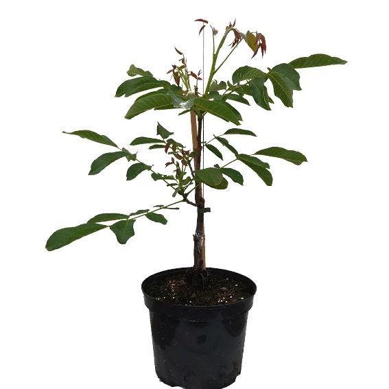 Zwerg-Walnuss Juglans Regia Var. Fertilis 1 Zwerg-Walnuss Juglans Regia Var. Fertilis