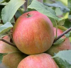 Zwergapfel `Alkmene´ Malus Domestica `Alkmene