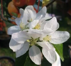 Alkmene Malus Domestica -Qualitätspflanzenladen almene