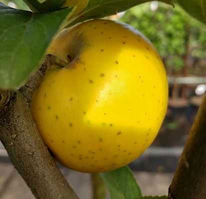 Ananasrenette - Säulenform Malus Domestica `Ananasrenette´ 1 Ananasrenette - Säulenform Malus Domestica `Ananasrenette´