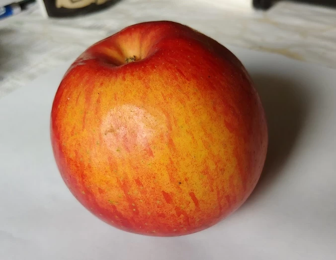 Schöner Aus Nordhausen Malus Domestica `Schöner Aus Nordhausen´ 2 Schöner Aus Nordhausen Malus Domestica `Schöner Aus Nordhausen´ – Bild 2