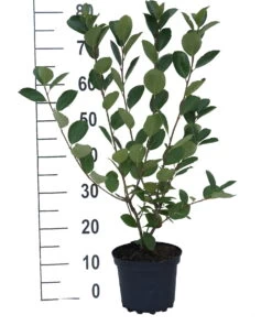 Aronia- Apfelbeere Nero Aronia Prunifolia `Nero´ -Qualitätspflanzenladen aronia neroiiPvXE42DygxM