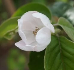 Tafelquitte Ayva® - Süßquitte, Kann Roh Verzehrt Werden Cydonia `Ayva´ -Qualitätspflanzenladen ayva bl te