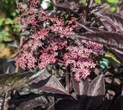 Rotblättriger Holunder `Black Beauty´ Sambucus Nigra `Black Beauty´ -Qualitätspflanzenladen black beauty2