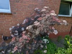 Holunder Black Lace ® Sambucus Nigra `Black Lace´ -Qualitätspflanzenladen black lace6