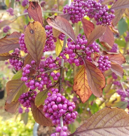 Schönfrucht, Liebesperlenstrauch Callicarpa Bodinieri `Profusion´ 4 Schönfrucht, Liebesperlenstrauch Callicarpa Bodinieri `Profusion´ – Bild 4