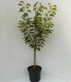 Kompakt Wachsende Aprikose `CompactaⓇ´ Prunus Armeniaca `Compacta´ -Qualitätspflanzenladen compacta