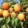 Kompakt Wachsende Aprikose `CompactaⓇ´ Prunus Armeniaca `Compacta´