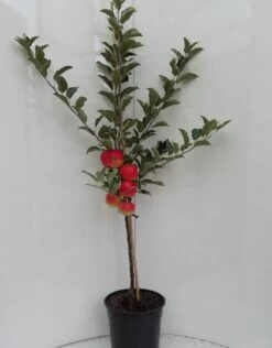 Elstar ® Malus Domestica -Qualitätspflanzenladen elstar bscuhbaum