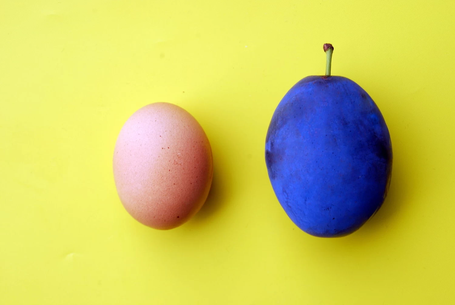 Haganta (S) Prunus Domestica `Haganta´ 3 Haganta (S) Prunus Domestica `Haganta´ – Bild 3