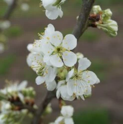 Hanita ® Prunus Domestica `Hanita -Qualitätspflanzenladen hanita bl te