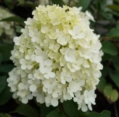Rispenhortensie `Bobo®´ Hydrangea Paniculata `Bobo´ -Qualitätspflanzenladen hortensie bobo1