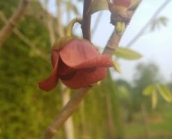 Veredelte Indianerbanane (Paw Paw) `Susquehanna ®´ Asimina Triloba `Susquehanna´ -Qualitätspflanzenladen indianaerbanane bl te