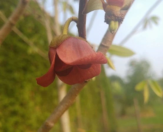 Veredelte Indianerbanane `Allegheny´® Peterson Pawpaws® Asimina Triloba `Allegheny´ 3 Veredelte Indianerbanane `Allegheny´® Peterson Pawpaws® Asimina Triloba `Allegheny´ – Bild 3