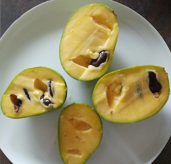 Veredelte Indianerbanane `Sunflower´ Asimina Triloba `Sunflower´ 2 Veredelte Indianerbanane `Sunflower´ Asimina Triloba `Sunflower´ – Bild 2