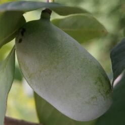 Veredelte Indianerbanane (Paw Paw) `Prima 1216´ (40-60cm) Asimina Triloba `Prima 1216´ -Qualitätspflanzenladen indianerbanane43 1