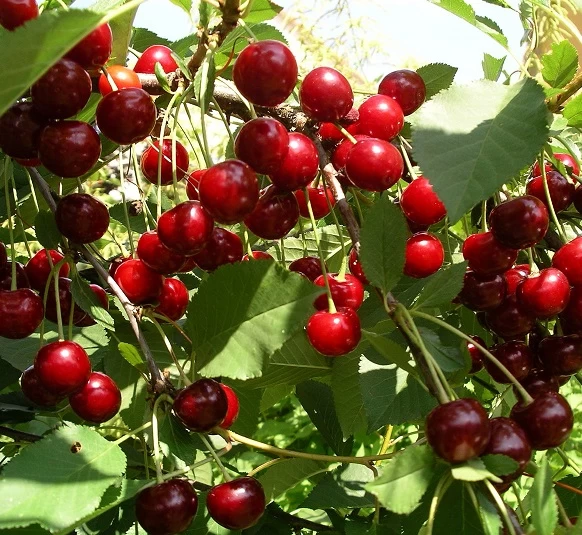 Sauerkirsche `Jade´ (S), Wurzelecht (kleinbleibend) Prunus Cerasus `Jade´ 1 Sauerkirsche `Jade´ (S), Wurzelecht (kleinbleibend) Prunus Cerasus `Jade´
