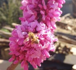 Judasbaum Cercis Siliquastrum -Qualitätspflanzenladen judasbaum mit biene 3UmROOMoGkmKP3