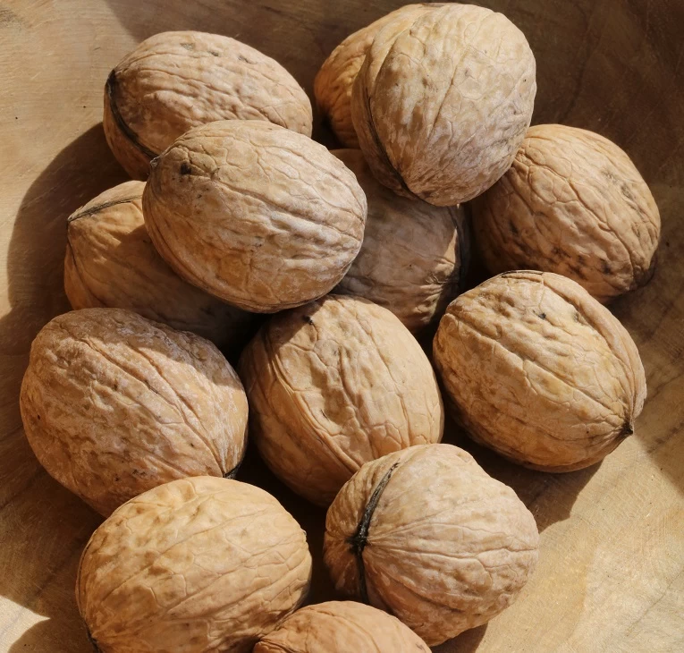 Zwerg-Walnuss Juglans Regia Var. Fertilis 2 Zwerg-Walnuss Juglans Regia Var. Fertilis – Bild 2